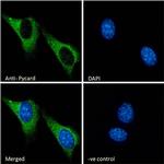 PYCARD Antibody in Immunocytochemistry (ICC/IF)