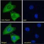 PYCARD Antibody in Immunocytochemistry (ICC/IF)