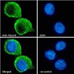 PYCARD Antibody in Immunocytochemistry (ICC/IF)