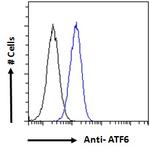 ATF6 Antibody in Flow Cytometry (Flow)