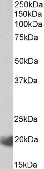 IL17C Antibody in Western Blot (WB)