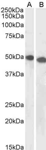 DPF2 Antibody in Western Blot (WB)