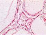 CREB Antibody in Immunohistochemistry (Paraffin) (IHC (P))