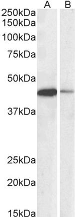 CREB Antibody in Western Blot (WB)