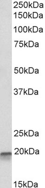 EEF1E1 Antibody in Western Blot (WB)