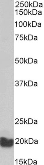 EEF1E1 Antibody in Western Blot (WB)