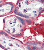 ApoA1 Antibody in Immunohistochemistry (Paraffin) (IHC (P))