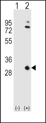 ApoA1 Antibody in Western Blot (WB)