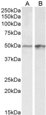 E2F4 Antibody in Western Blot (WB)