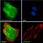 Kallikrein 6 Antibody in Immunocytochemistry (ICC/IF)