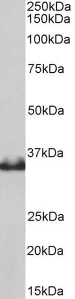 LDHB Antibody in Western Blot (WB)