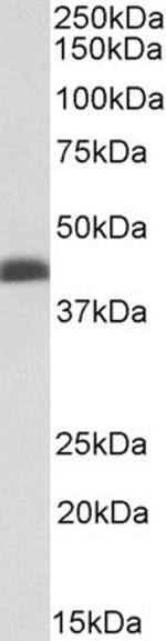 BMI-1 Antibody in Western Blot (WB)