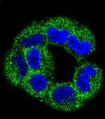 Annexin A2 Antibody in Immunocytochemistry (ICC/IF)