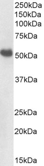 BMP-7 Antibody in Western Blot (WB)