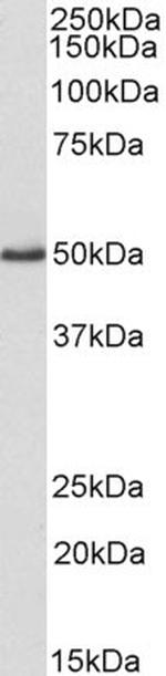 VASP Antibody in Western Blot (WB)