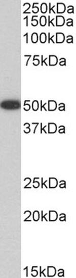 VASP Antibody in Western Blot (WB)