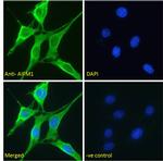 AIF Antibody in Immunocytochemistry (ICC/IF)