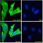 AIF Antibody in Immunocytochemistry (ICC/IF)