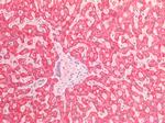 AIF Antibody in Immunohistochemistry (Paraffin) (IHC (P))