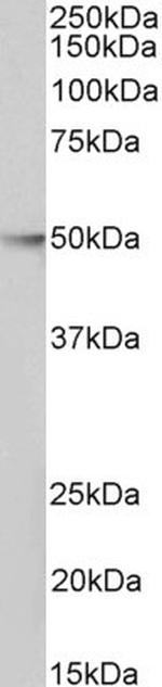 HDAC3 Antibody in Western Blot (WB)