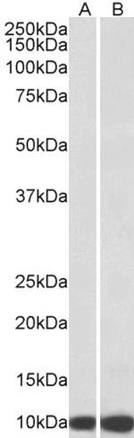 HSPE1 Antibody in Western Blot (WB)