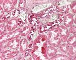 IFITM3 Antibody in Immunohistochemistry (Paraffin) (IHC (P))