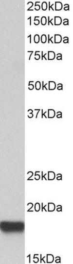 IFITM3 Antibody in Western Blot (WB)