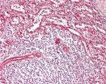 IFITM3 Antibody in Immunohistochemistry (Paraffin) (IHC (P))