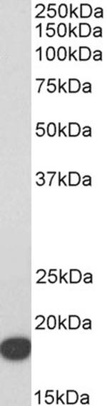 IFITM3 Antibody in Western Blot (WB)