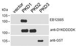 PKC mu Antibody in Western Blot (WB)