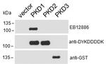 PKC mu Antibody in Western Blot (WB)