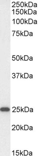 OAZ1 Antibody in Western Blot (WB)