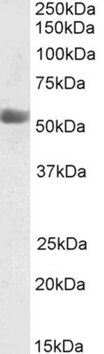 KMO Antibody in Western Blot (WB)