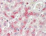 LCAT Antibody in Immunohistochemistry (Paraffin) (IHC (P))