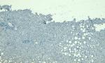 LCAT Antibody in Immunohistochemistry (Paraffin) (IHC (P))