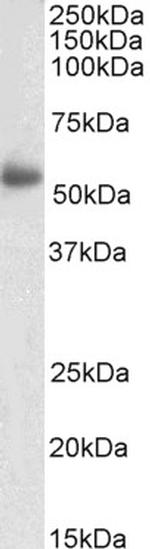 LILRA4 Antibody in Western Blot (WB)