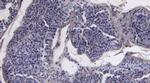 ACE2 Antibody in Immunohistochemistry (Paraffin) (IHC (P))