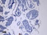 ACE2 Antibody in Immunohistochemistry (Paraffin) (IHC (P))