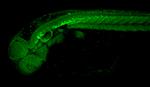 Gad1b Antibody in Immunohistochemistry (PFA fixed) (IHC (PFA))