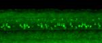 Gad1b Antibody in Immunohistochemistry (PFA fixed) (IHC (PFA))