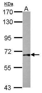 Gad1b Antibody in Western Blot (WB)