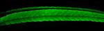 Cardiac Troponin C Antibody in Immunohistochemistry (PFA fixed) (IHC (PFA))