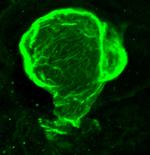 Cardiac Troponin C Antibody in Immunohistochemistry (PFA fixed) (IHC (PFA))