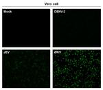 Zika Virus NS3 (strain H/PF/2013) Antibody in Immunocytochemistry (ICC/IF)