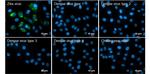 Zika Virus NS3 (strain H/PF/2013) Antibody in Immunocytochemistry (ICC/IF)