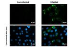 Zika Virus NS4B (strain H/PF/2013) Antibody in Immunocytochemistry (ICC/IF)