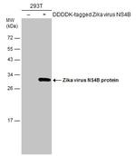 Zika Virus NS4B (strain H/PF/2013) Antibody in Western Blot (WB)