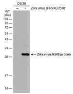 Zika Virus NS4B (strain H/PF/2013) Antibody in Western Blot (WB)