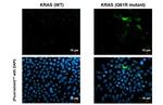 K-Ras (Q61R Mutant) Antibody in Immunocytochemistry (ICC/IF)