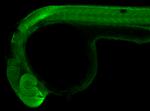 CRABP2 Antibody in Immunohistochemistry (PFA fixed) (IHC (PFA))